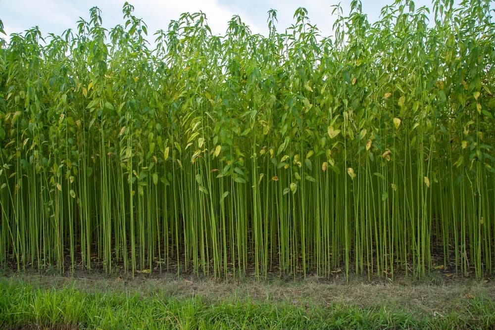 A dense stand of tall jute plants growing in a field